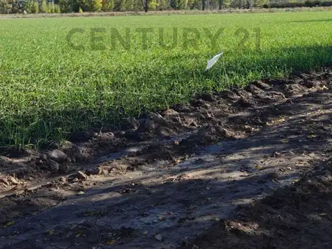 Campo en Venta en Vista Flores, Tunuyán
