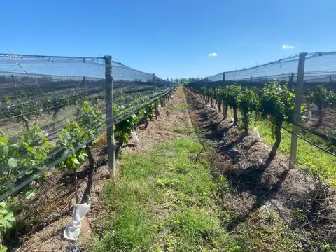 Campo en Venta en El Borbollon, Las Heras