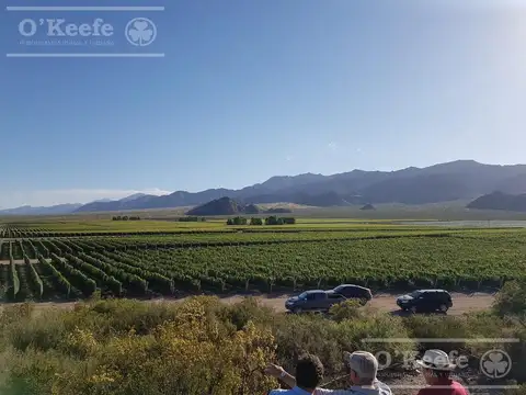 Campo en Venta en Lujan de Cuyo, Luján de Cuyo