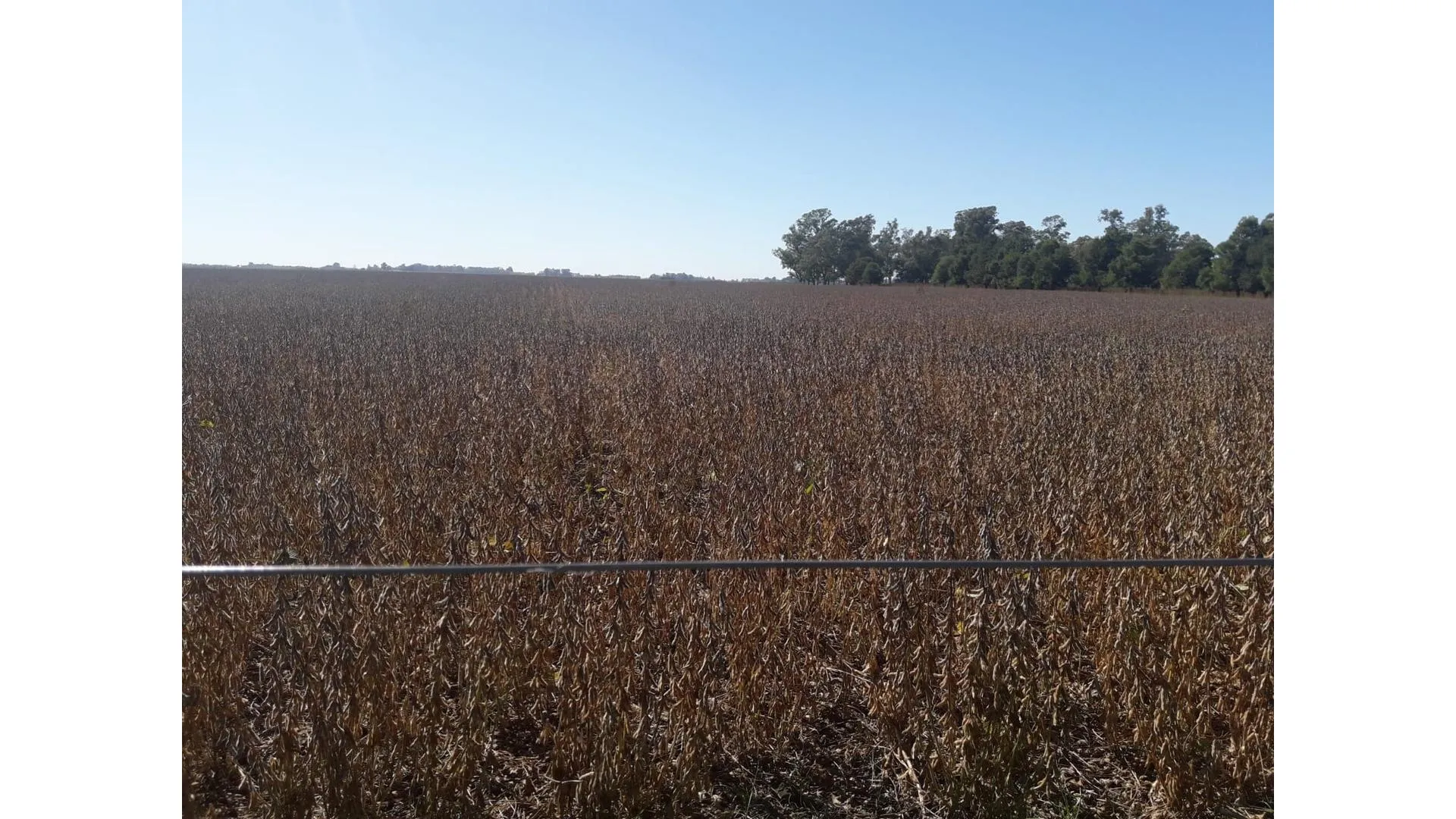 CAMPO MIXTO DE 120 HECTÁREAS EN DEL CARRIL  PDO DE SALADILLO
