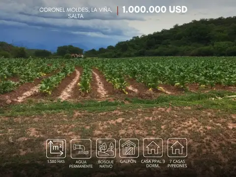 Campo en Venta en Coronel Moldes, La Viña