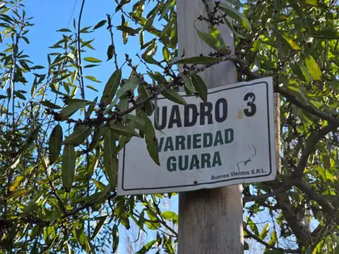 Campo en Venta en Sargento Vidal, General Roca