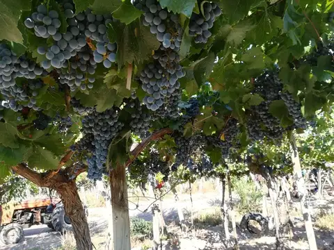 Campo en Venta en Barrancas, Maipú