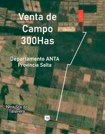 Campo · 300ha