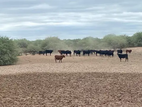 Campo en Venta en Cuadro Nacional, San Rafael