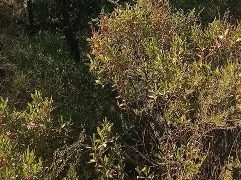 Terreno en Venta en Capilla del Monte, Punilla