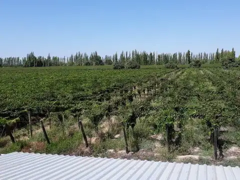 Campo en Venta en El Vergel, Lavalle