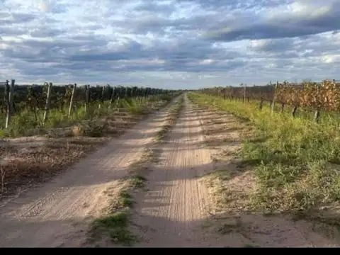 Campo en Venta en Santa Rosa, Mendoza