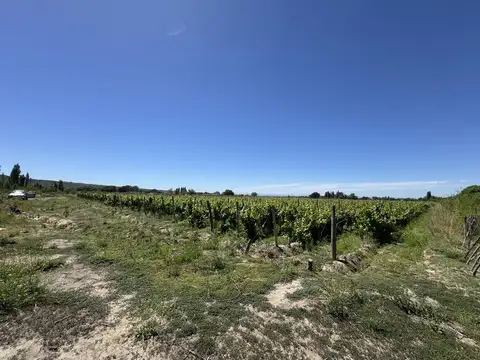 Campo en Venta en La Arboleda, Tupungato