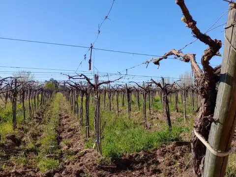 Campo en Venta en Tulumaya, Lavalle