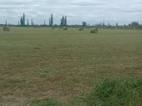 Campo en Venta en Bowen, General Alvear