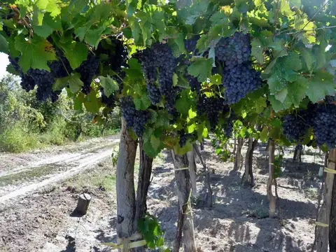 Campo en Venta en Monte Caseros, San Martín