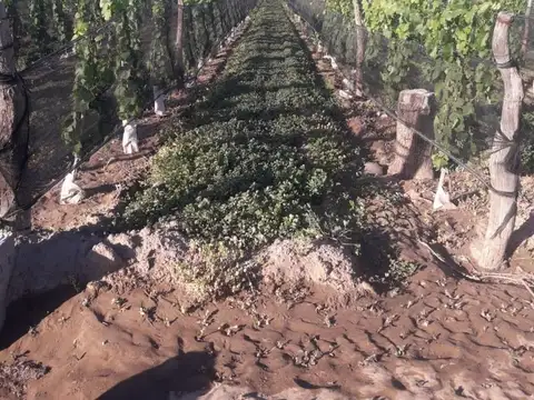 Campo en Venta en Cuadro Nacional, San Rafael