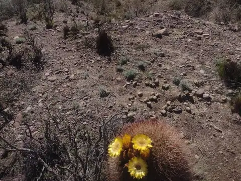 Terreno en Venta en Cacheuta, Luján de Cuyo