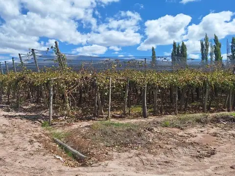 Campo en Venta en Rodeo del Medio, Maipú