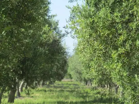 Campo en Venta en General Ortega, Maipú