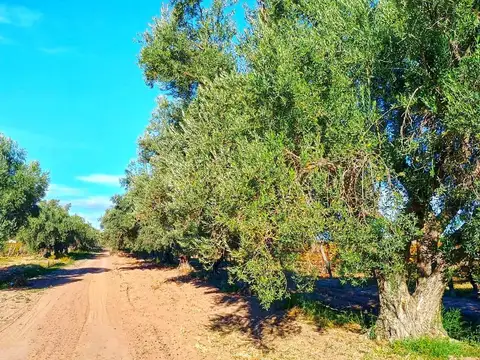 Terreno en Venta en Medrano, Ciudad de Junin