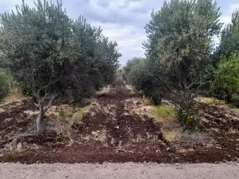 Campo en Venta en La Palmera, Lavalle