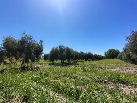 Terreno en Venta en Coquimbito, Maipú
