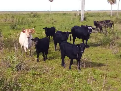Campo en Venta en Tres Lagunas Pilcomayo, Pilcomayo