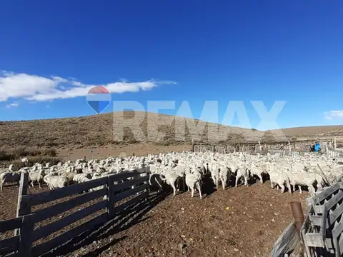 Campo en Venta en Las Heras, Deseado