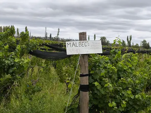 Campo en Venta en Colonia Española, San Rafael