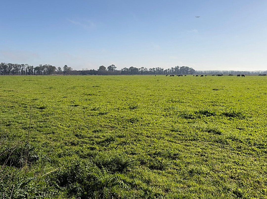 VENTA DE CAMPO EN VIRREY DEL PINO - 312 HECTÁREAS