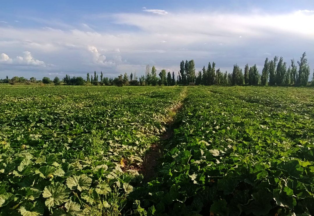 VENTA FINCA PRODUCTIVA LOS CORRALITOS GUAYMALLEN