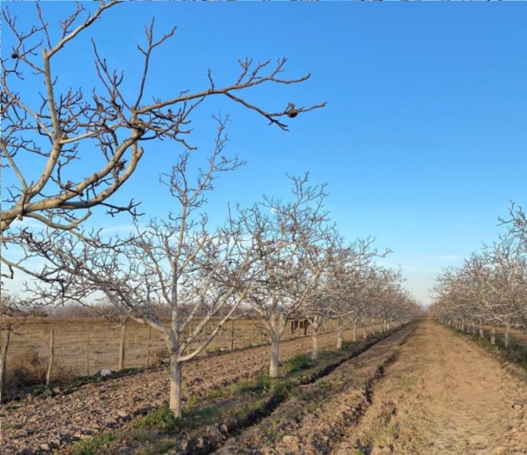Finca de Nogales en venta en Altamira Valle de Uco