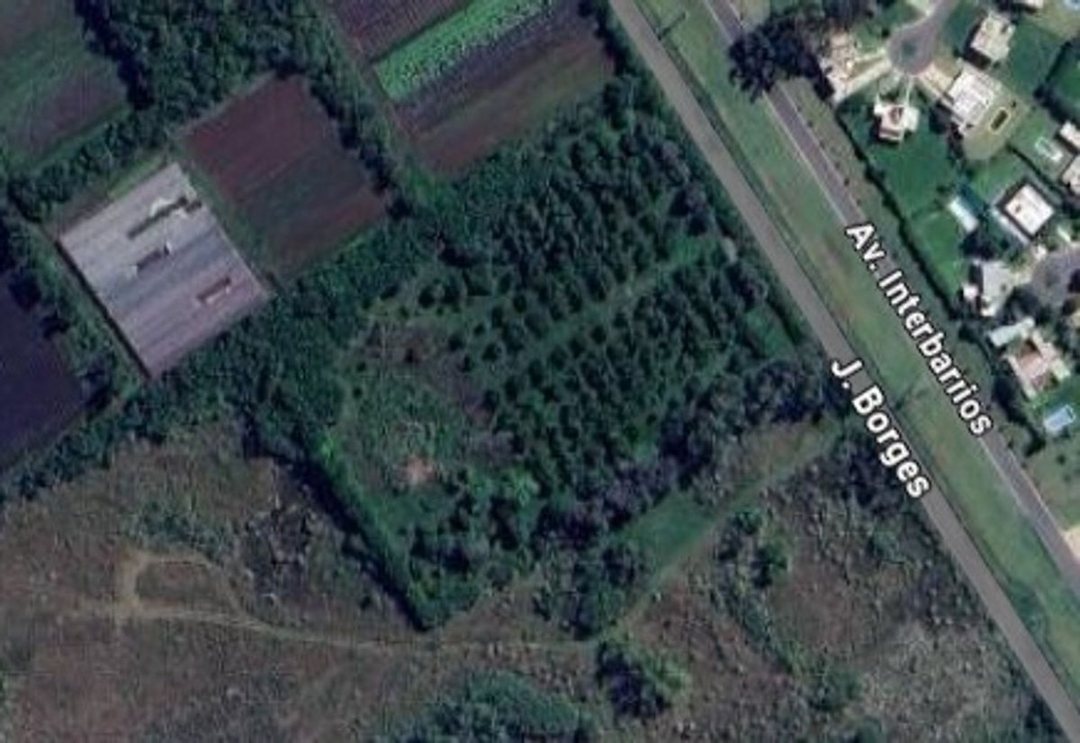CAMPO 2,04HA-PECÁN EN PRODUCCIÓN-ZELAYA