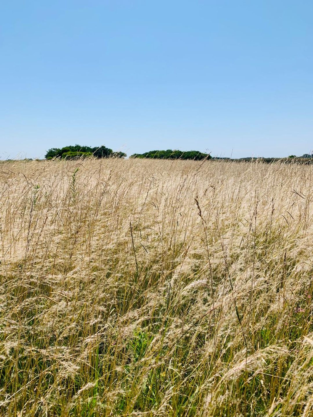 CHACRA CAMPO VENTA MADARIAGA TIO DOMINGO GANADERO
