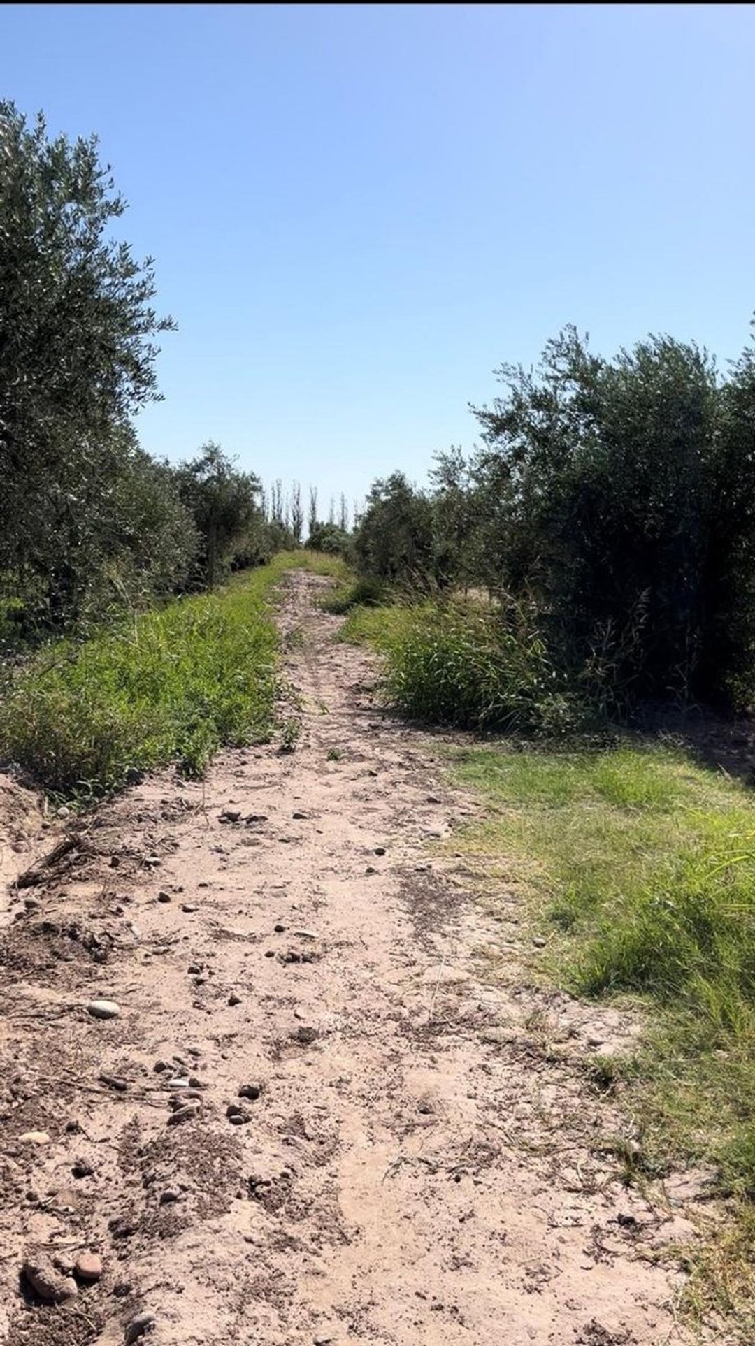 Venta de finca Russell 5000 mts. Producción Olivos