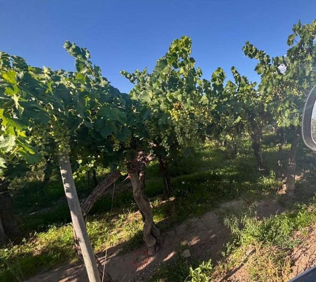 Venta finca 16 Ha. El Mirador Rivadavia Mendoza