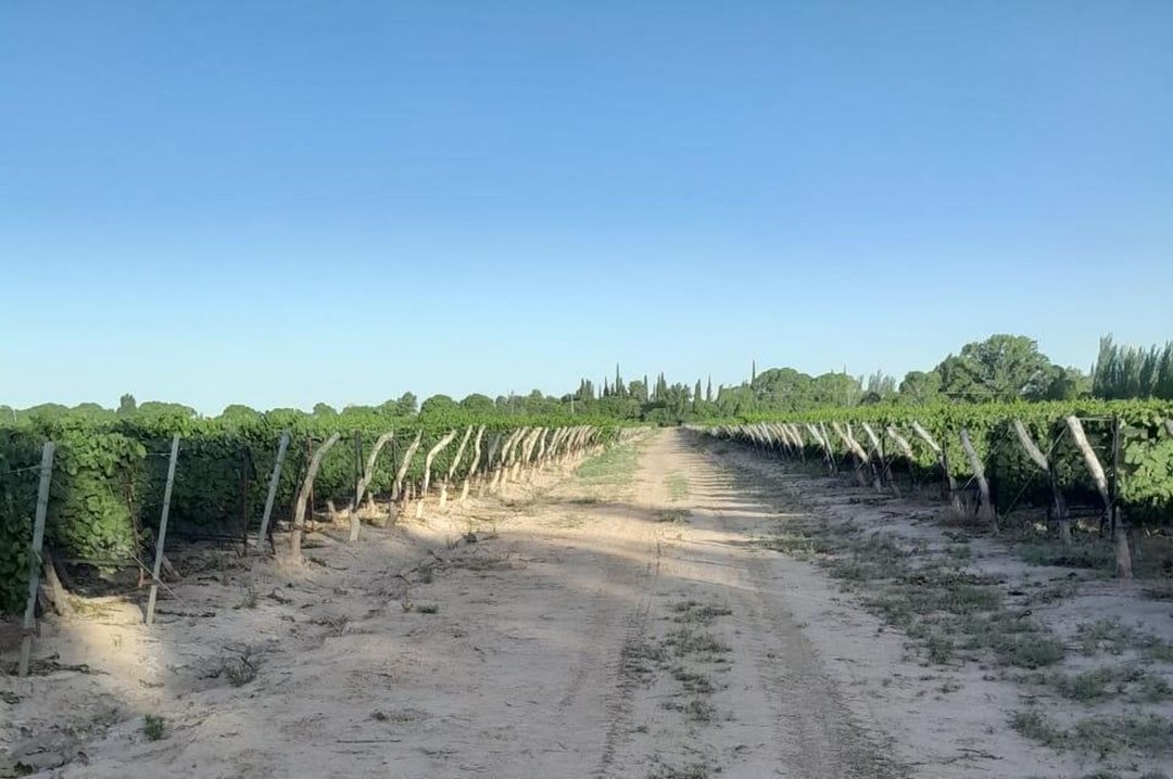 FINCA MEDRANO