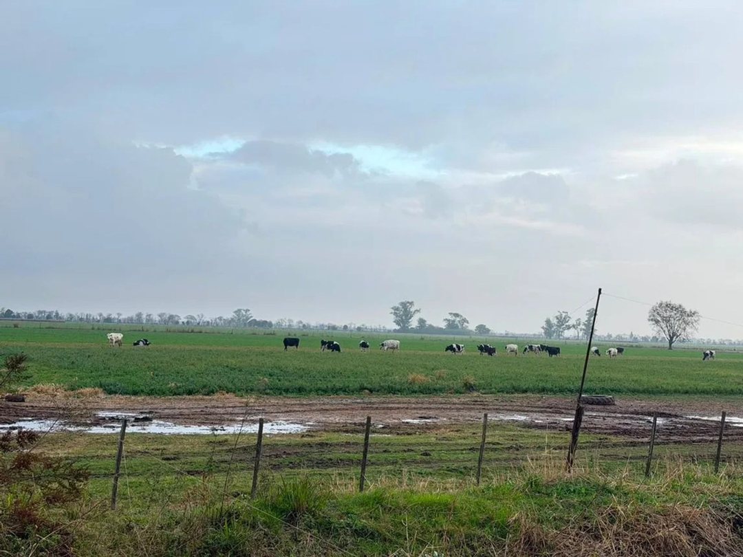 CAMPO MIXTO EN VENTA DE 1227 HAS TOSTADO SANTA FE