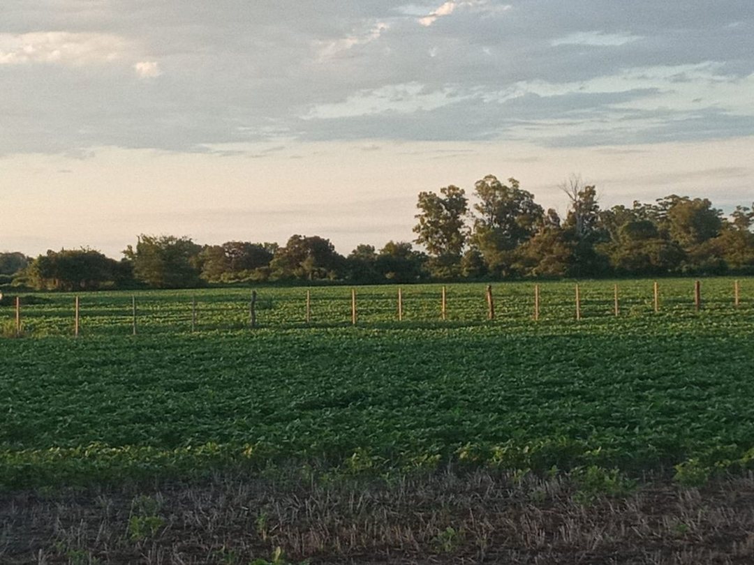 CAMPO AGRÍCOLA EN MONTE VERA