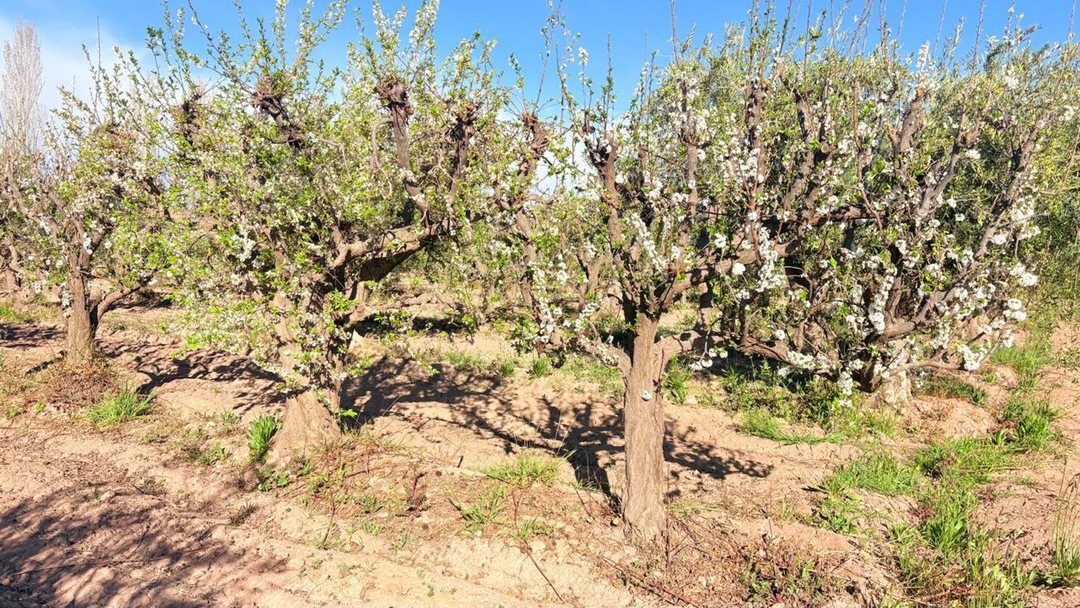 VENTA FINCA MAIPÚ
