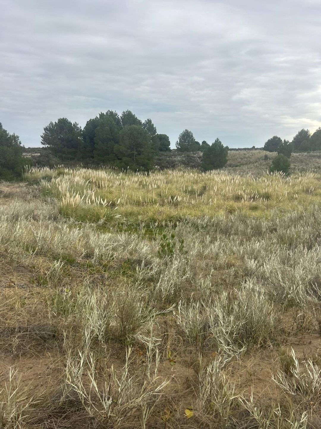 VENTA LOTE EN BALNEARIO SAUCE GRANDE