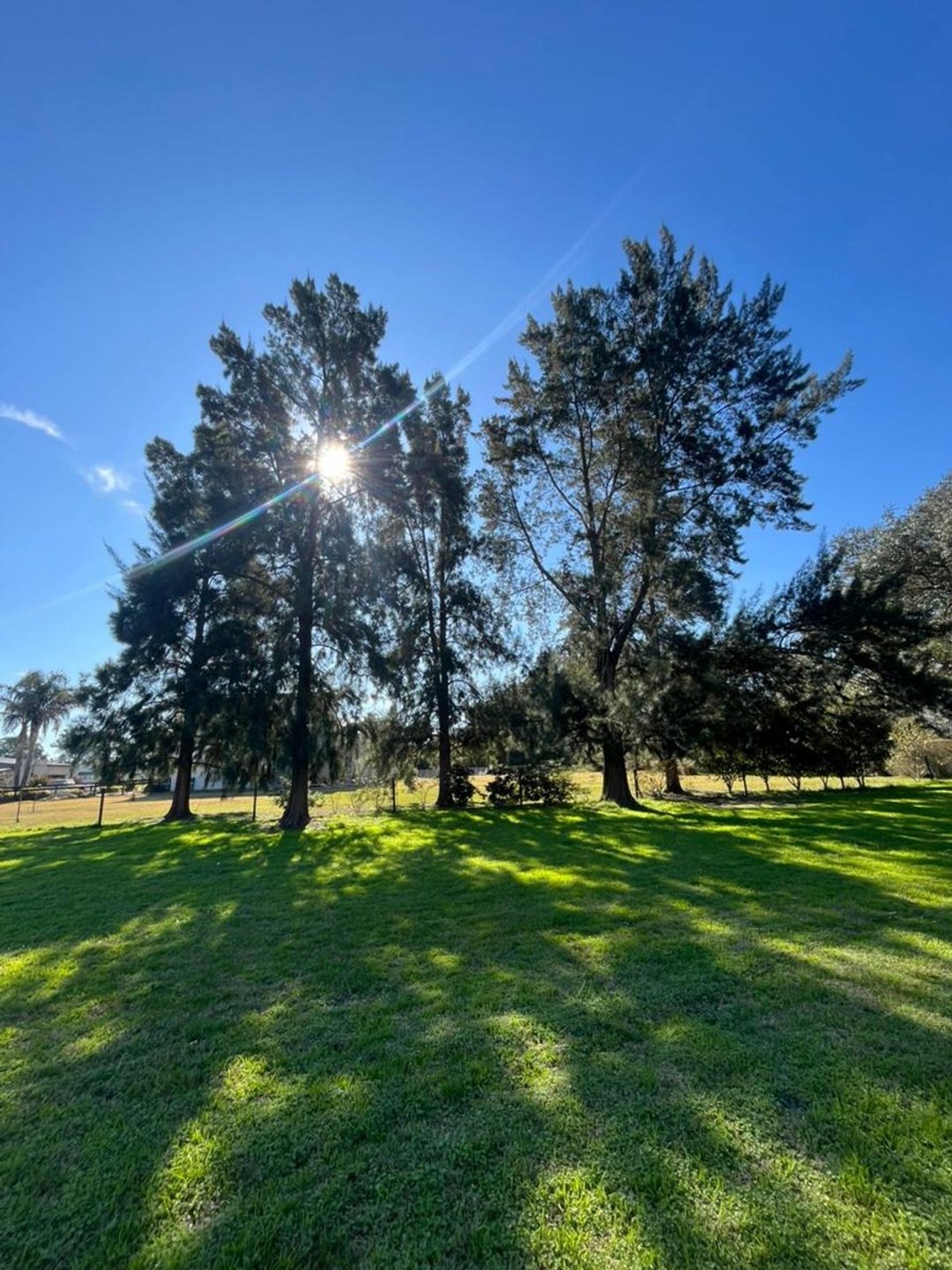Lote HARAS DEL PILAR