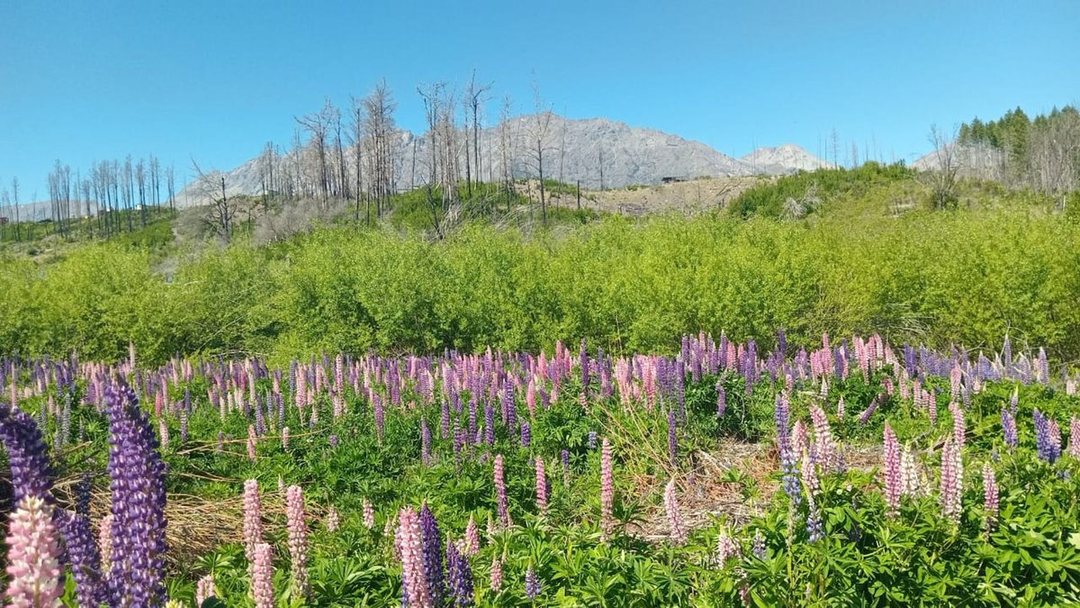 Tu refugio en la Patagonia: terreno de 3.000 m²