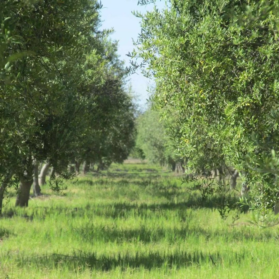 venta finca en  produccion en maipu para barrios