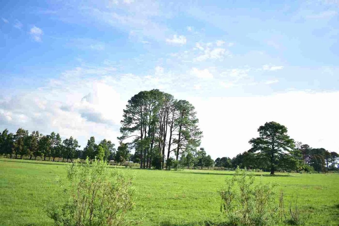 Campo agricola, ganadero  de 75ha en Exaltacion