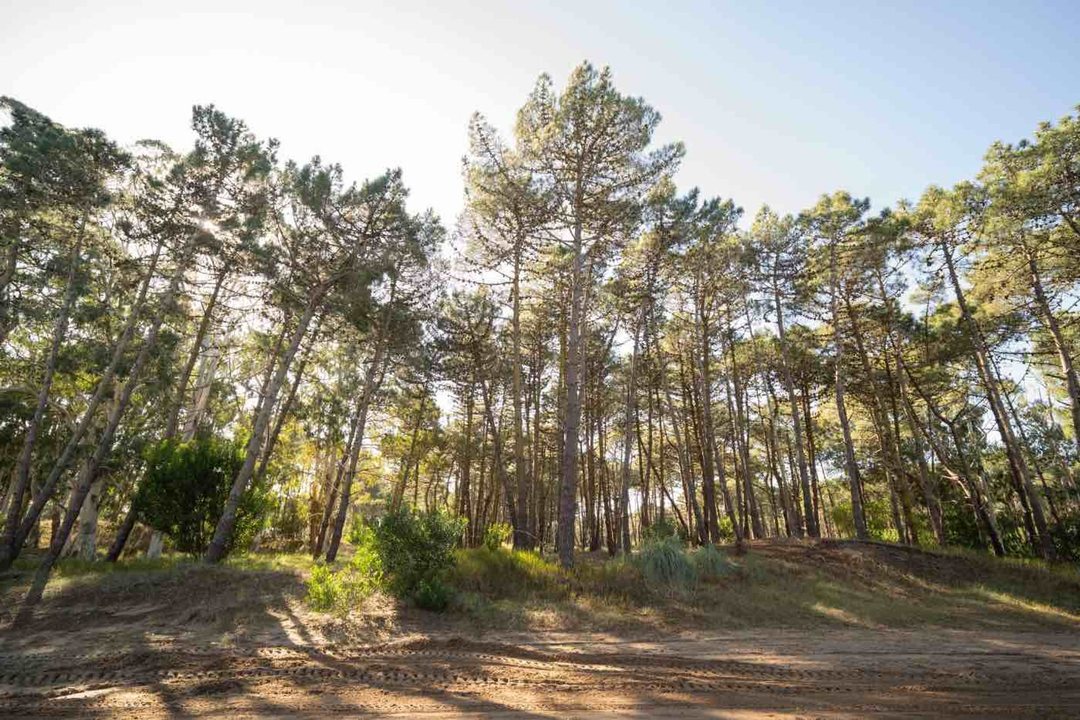 VENTA LOTE BARRIO BOSQUES ETAPA 1