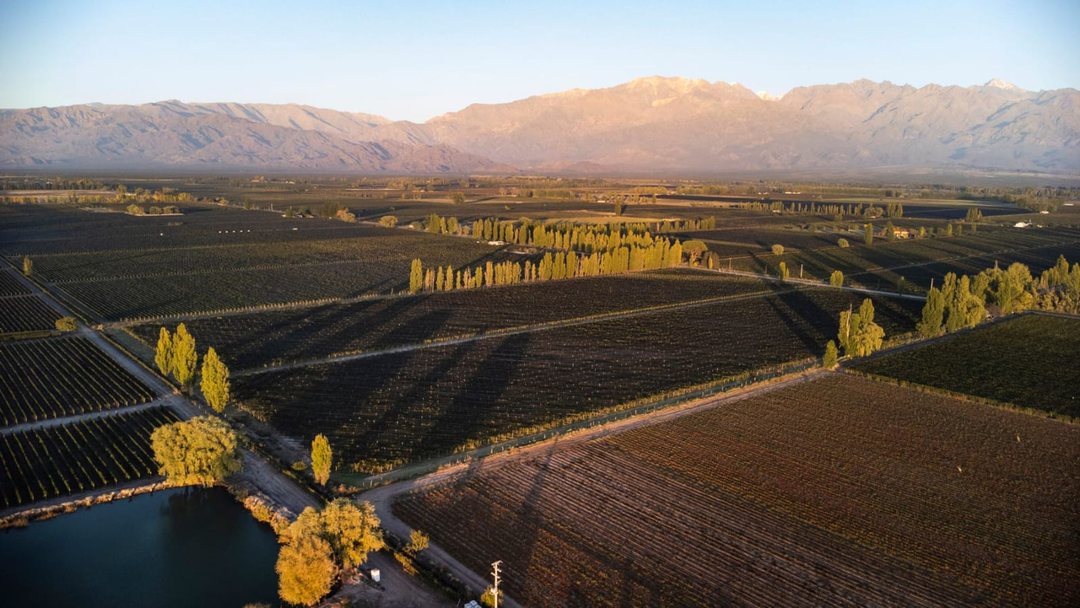 Venta Finca 11 hcts, 1ra zona La Consulta, Mendoza
