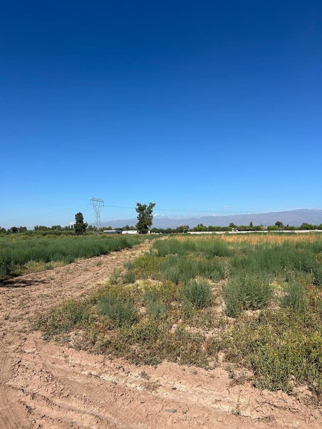 FINCA DE 7,5 HECTAREAS EN COLONIA SEGOVIA