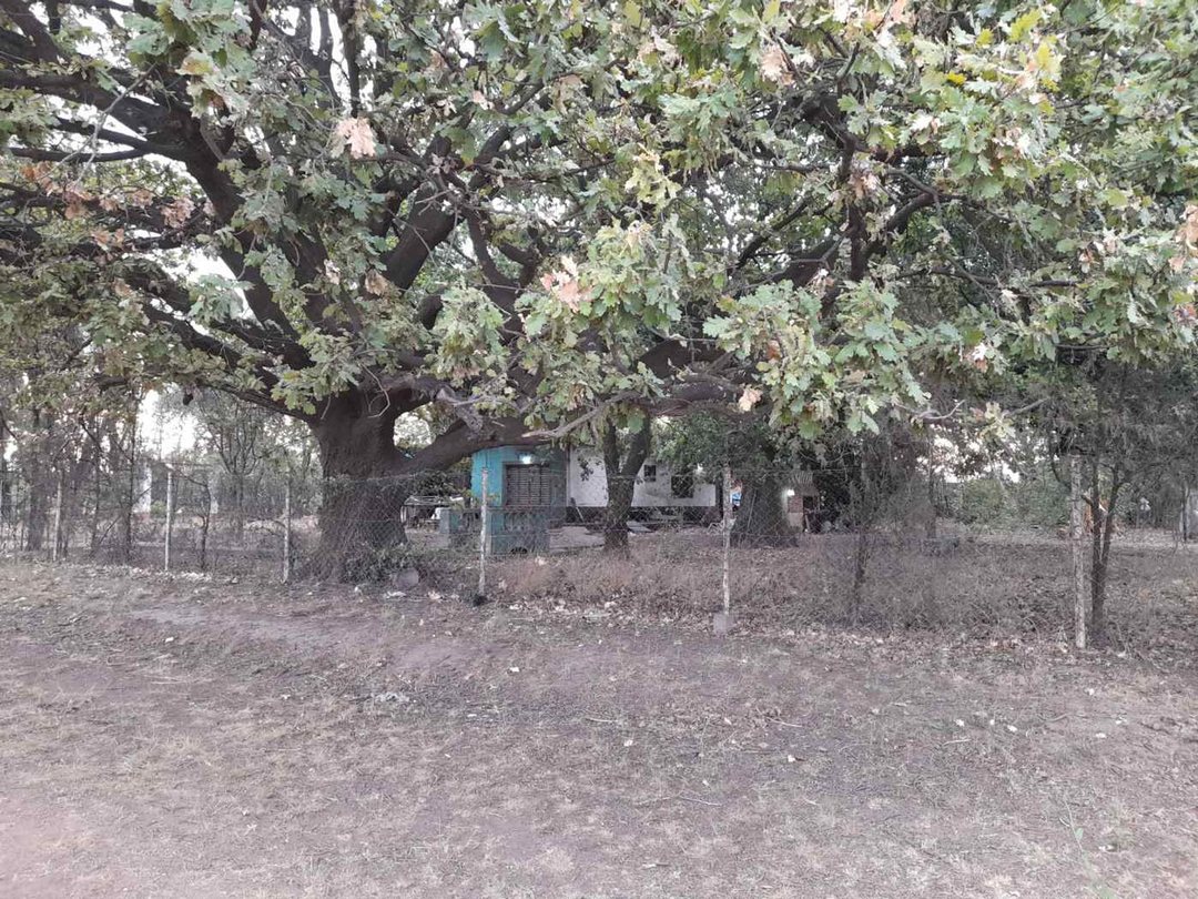 Excelente terreno con añeja forestación