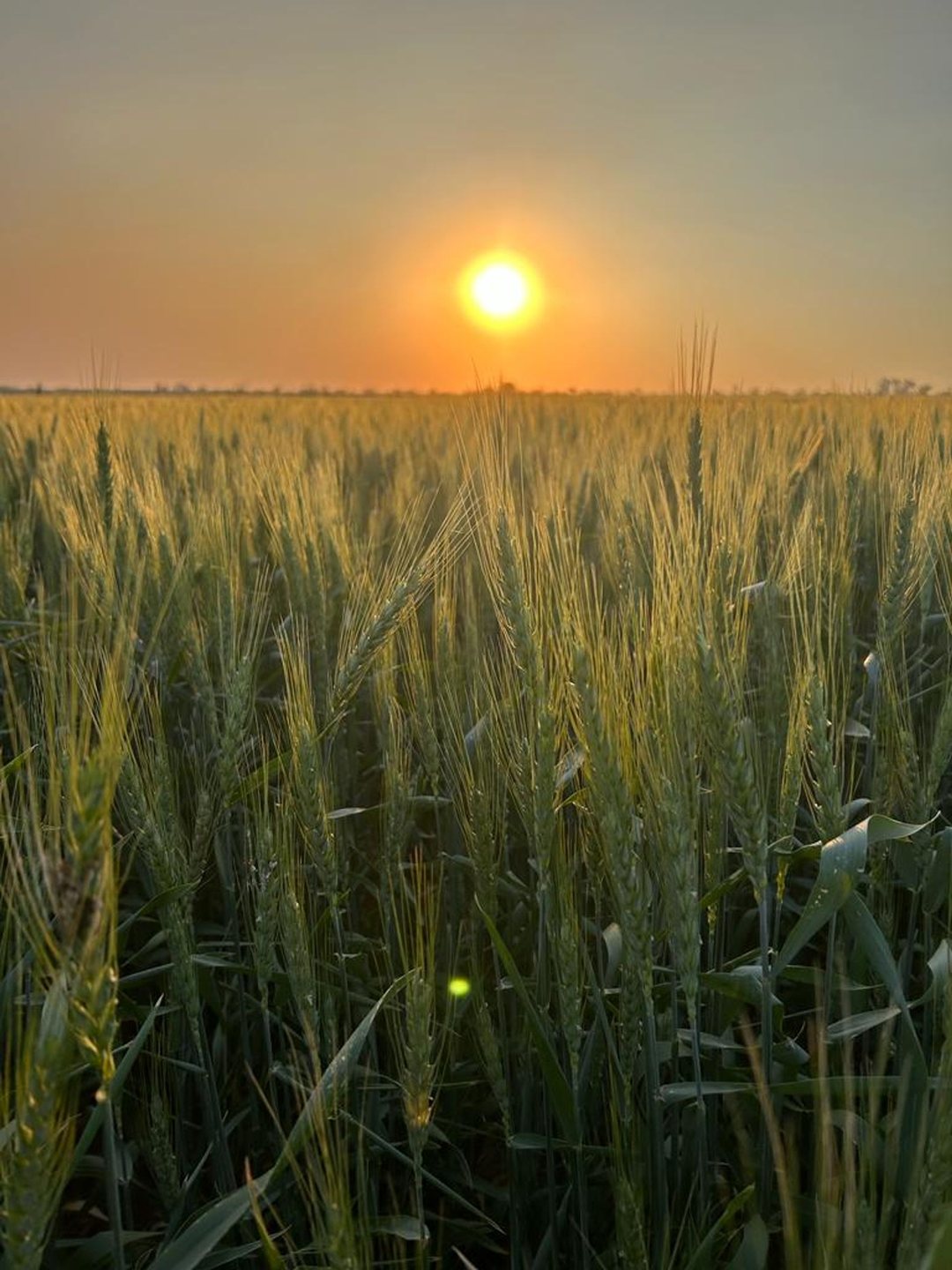 VENTA DE CAMPO EN SAGUIER SUELO 1