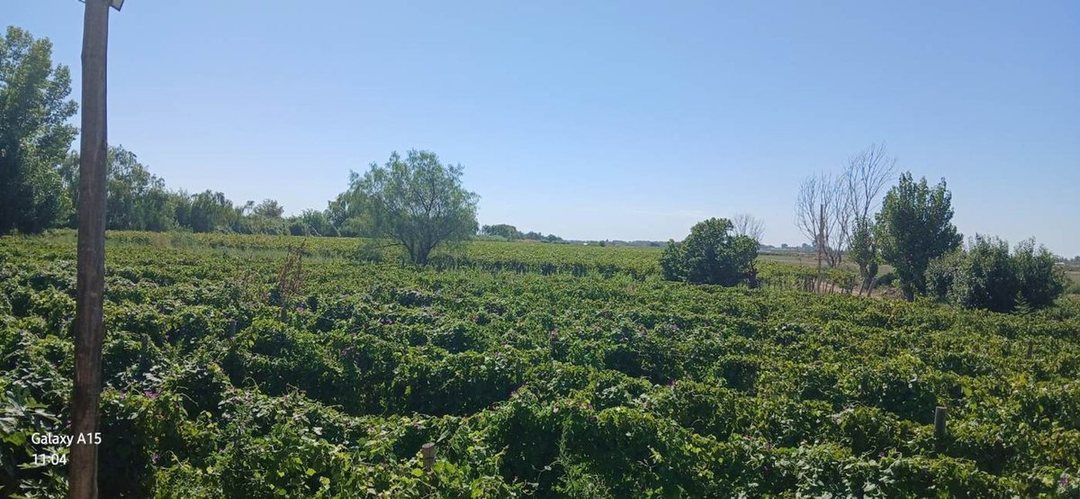 VENTA Finca 23 Ha – COLONIA MOLINA, GUAYMALLÉN