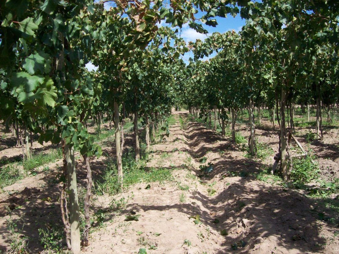 VENTA FINCA PRODUCTIVA 13,34 HA SAN MARTÍN