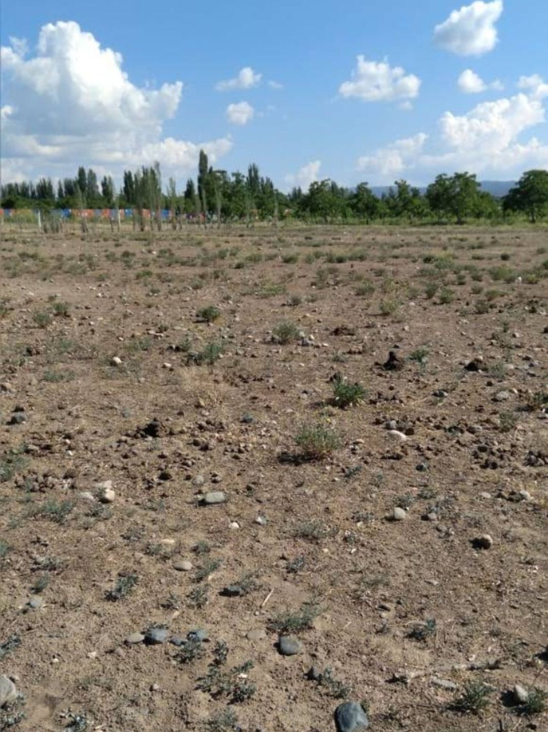 Lotes para tu cabaña de fin de Semana en Tupungato